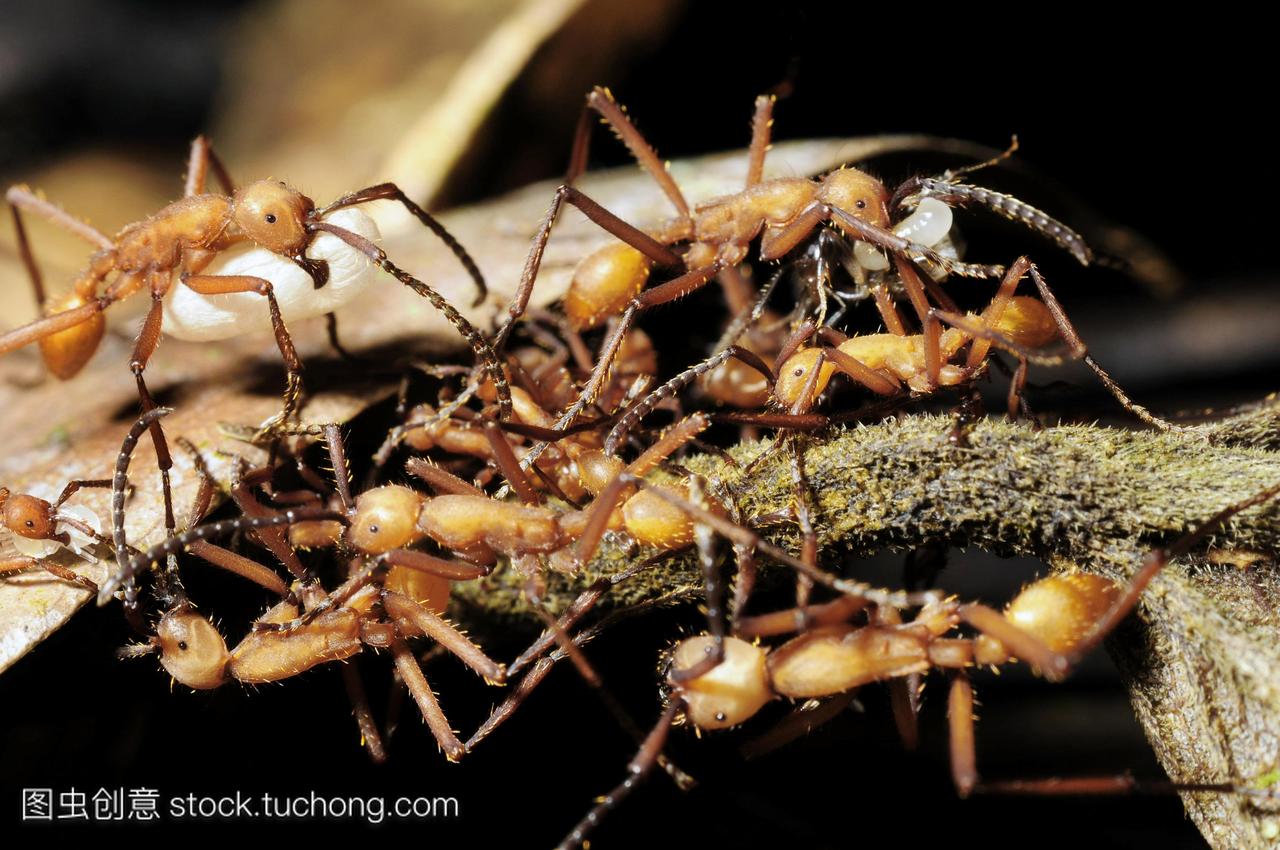 军蚁Ecitonhamatum工人携带蛹和幼虫半透明的