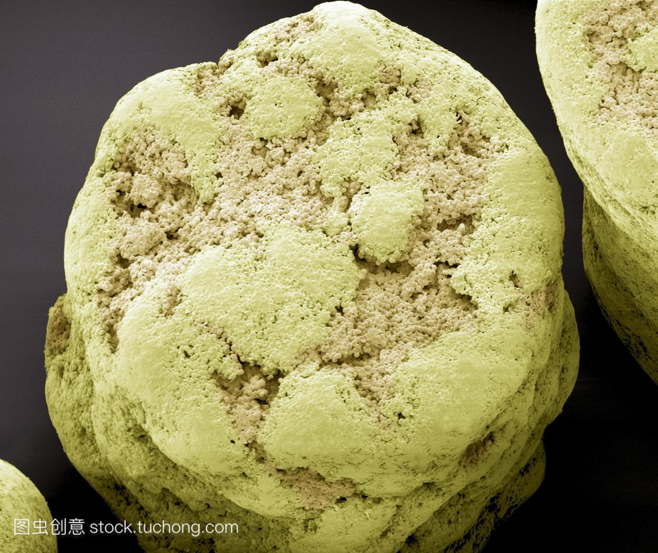 干商业酵母颗粒。面包酵母酵母的彩色扫描电子