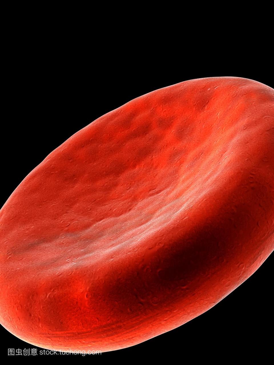 红细胞电脑绘图。红血球红细胞的特写,显示其