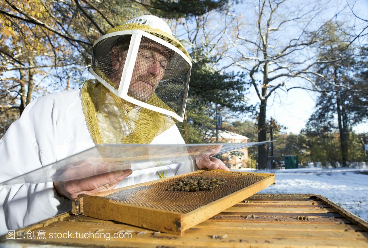 蜜蜂健康研究。昆虫学家使用网格来测量成年蜜