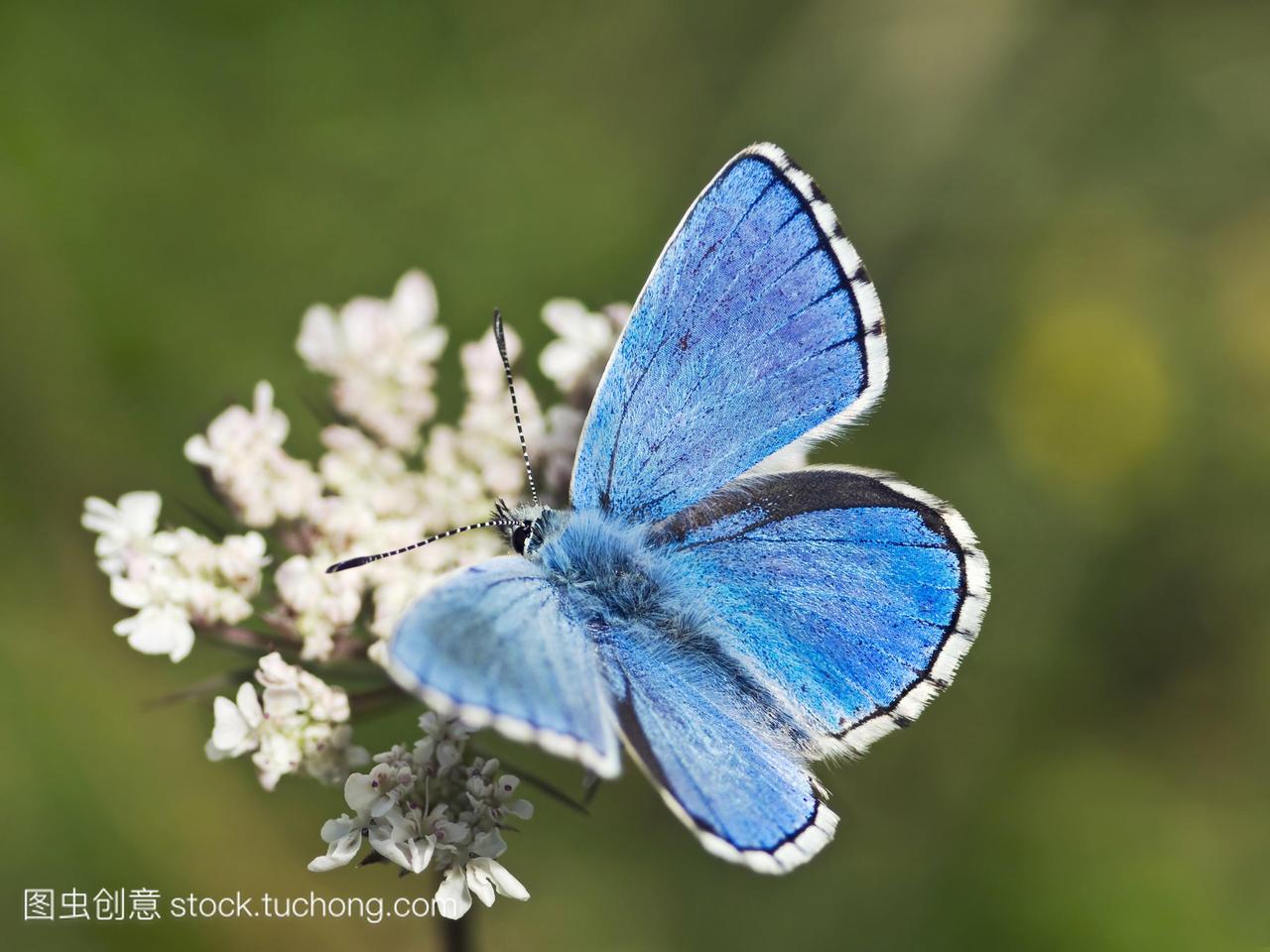 阿多尼斯蓝色的蝴蝶。雄性adonisbluebutterfly