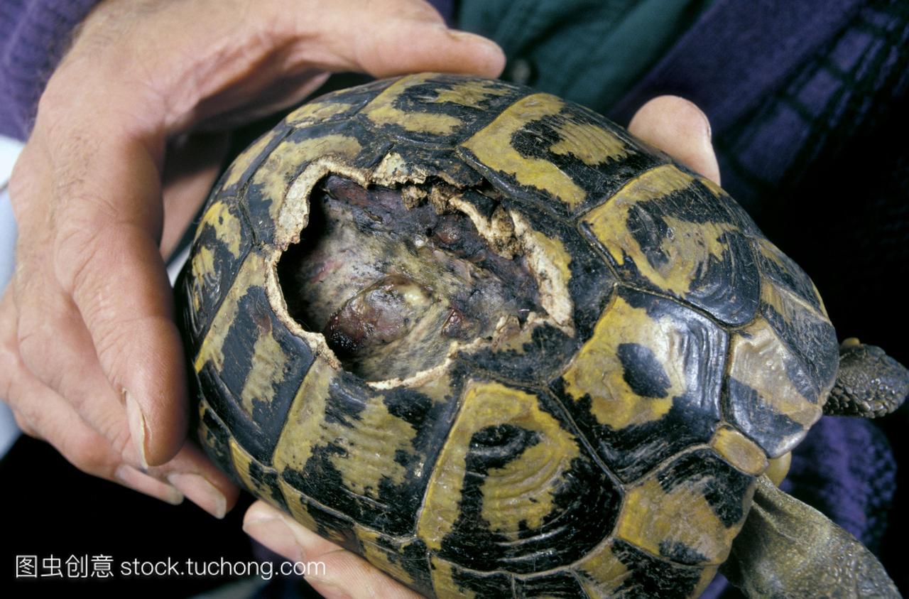 动物救援中心职工赫尔曼的乌龟。这是在欧洲南