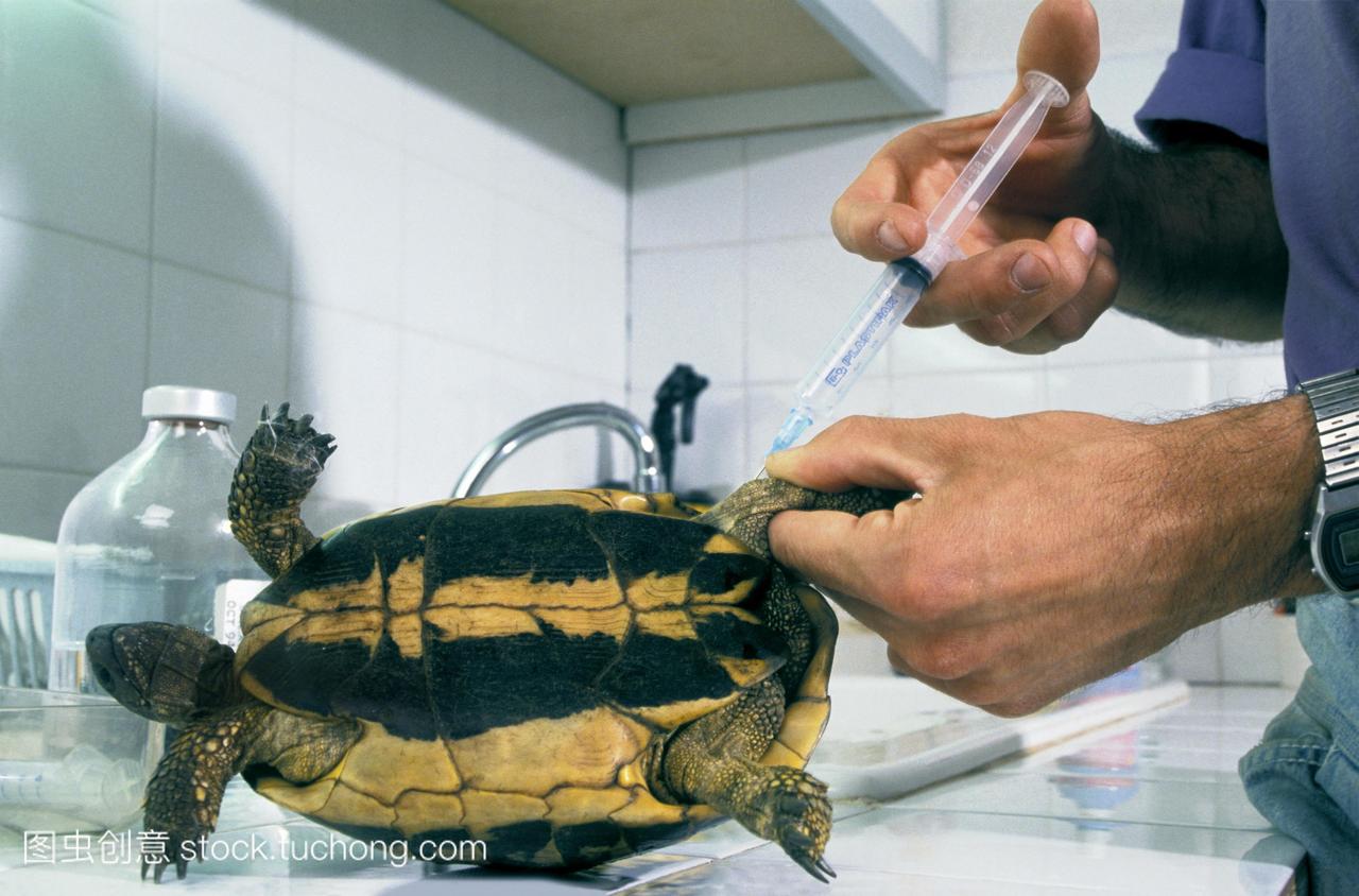 给乌龟注射了多种维生素。这只乌龟是在欧洲南