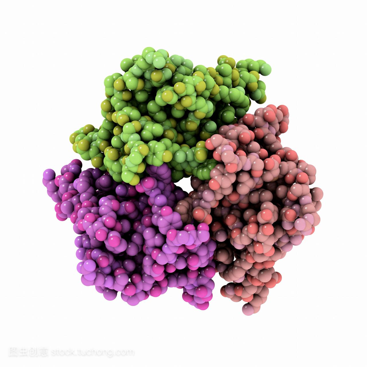 瘦素分子。显示人类激素瘦素三级结构的计算机