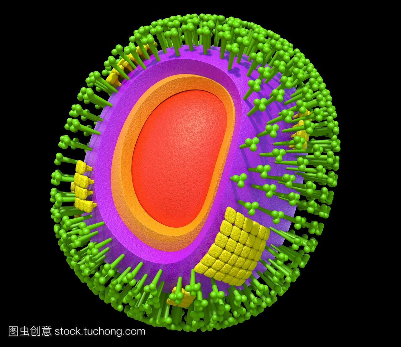 H1N1流感病毒粒子。电脑绘图的甲型H1N1流感