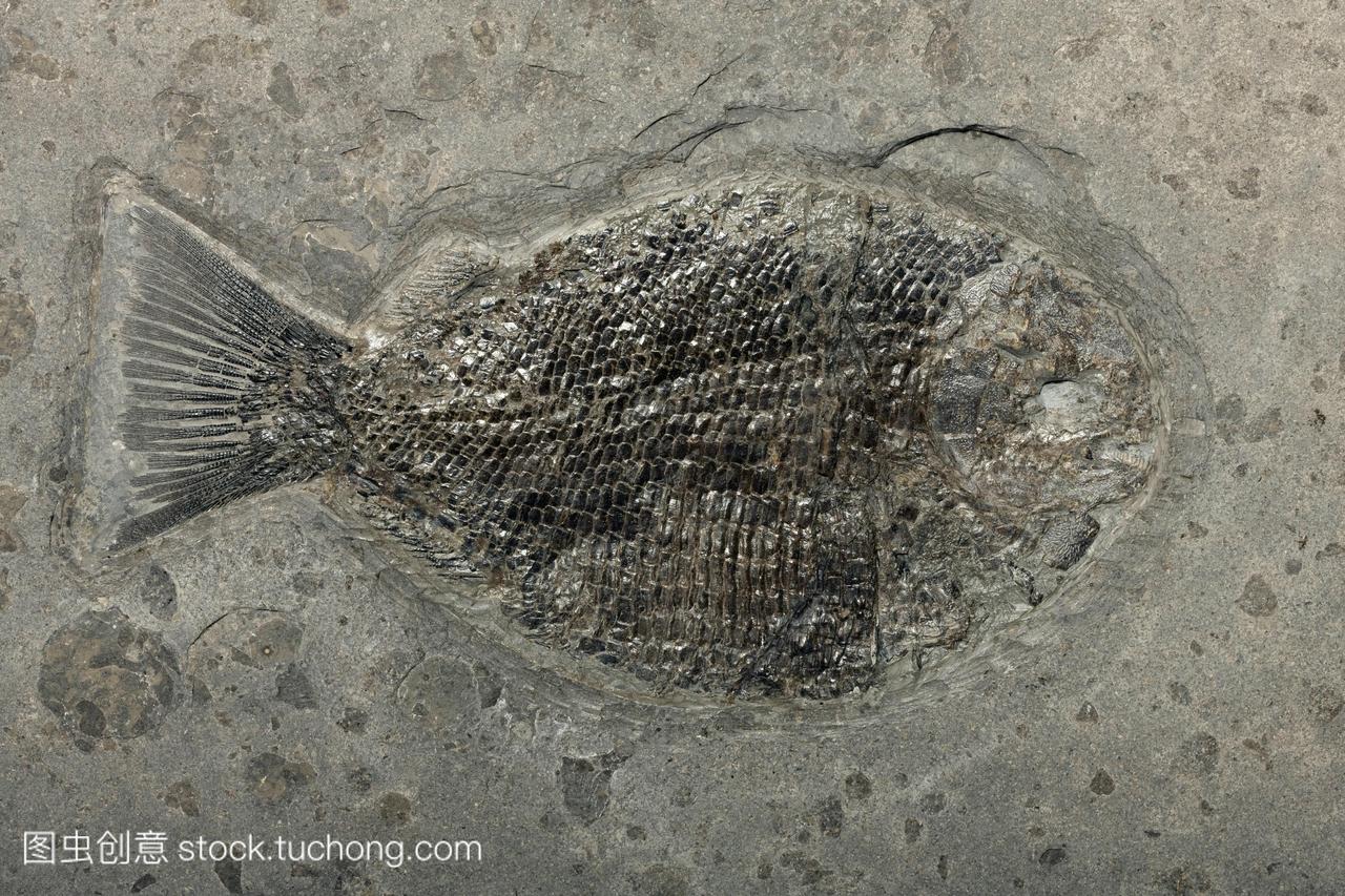 鱼化石岩石包含的化石dapediumpunctatum鱼中