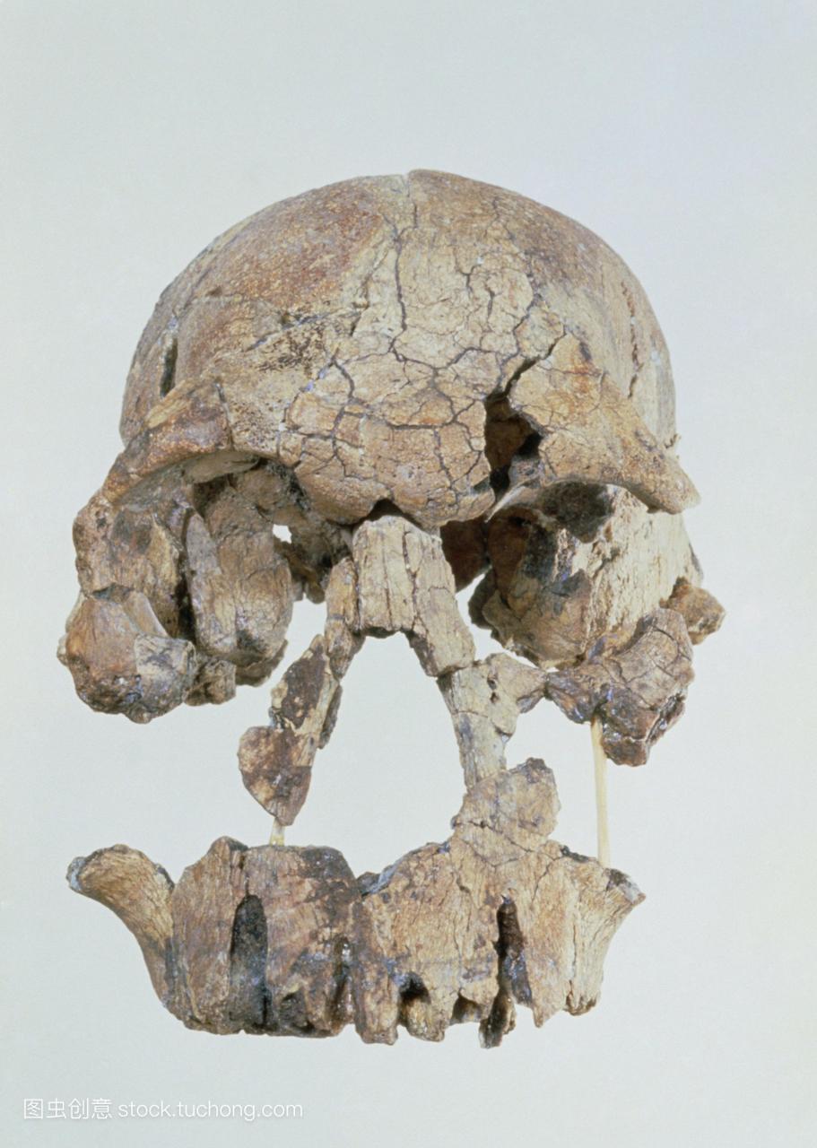 能人1470的头骨。化石原始人的头骨前视图kn