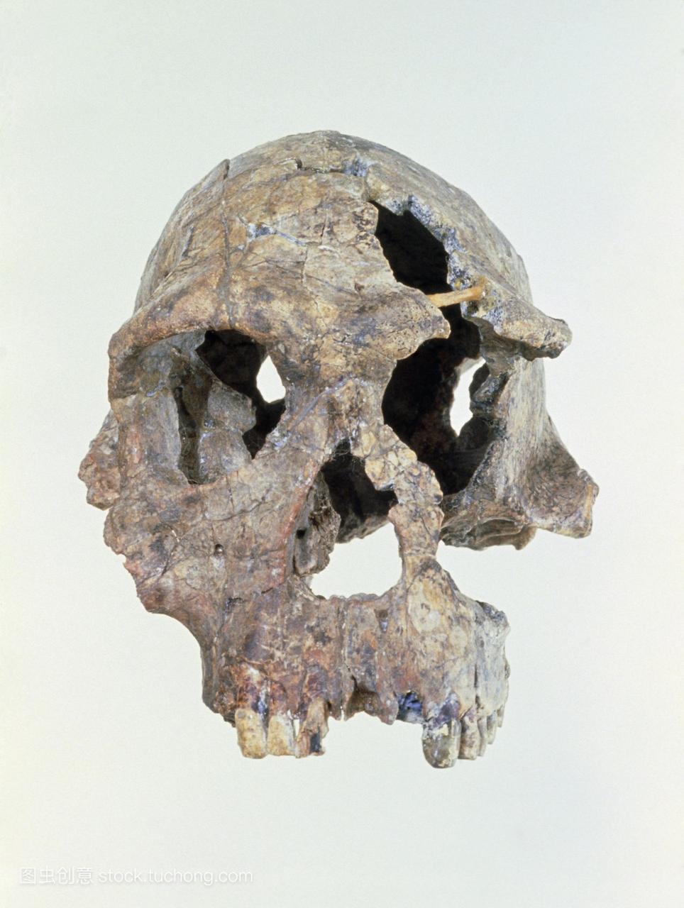 能人1813的头骨。前视图的头骨化石古人类能