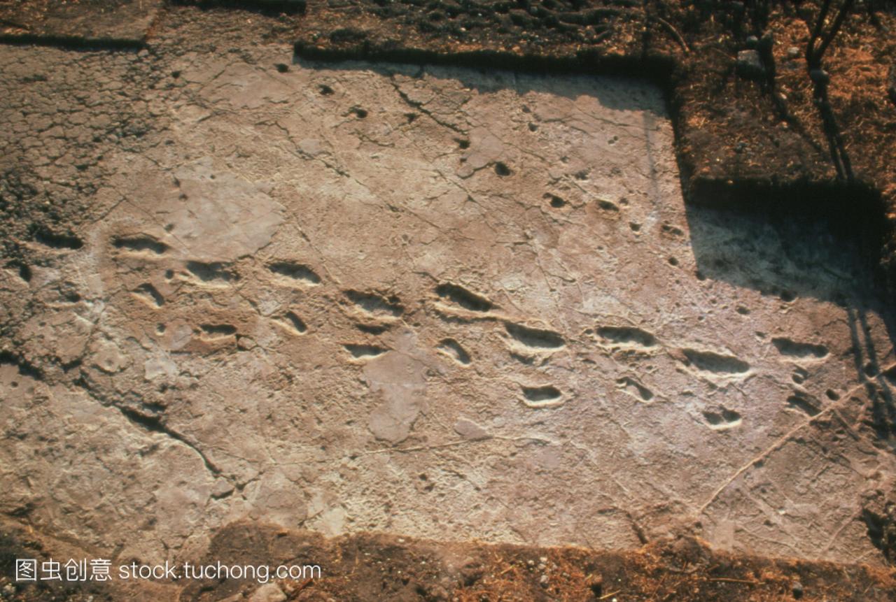 火山灰的原始人类足迹化石。这70米的小路被