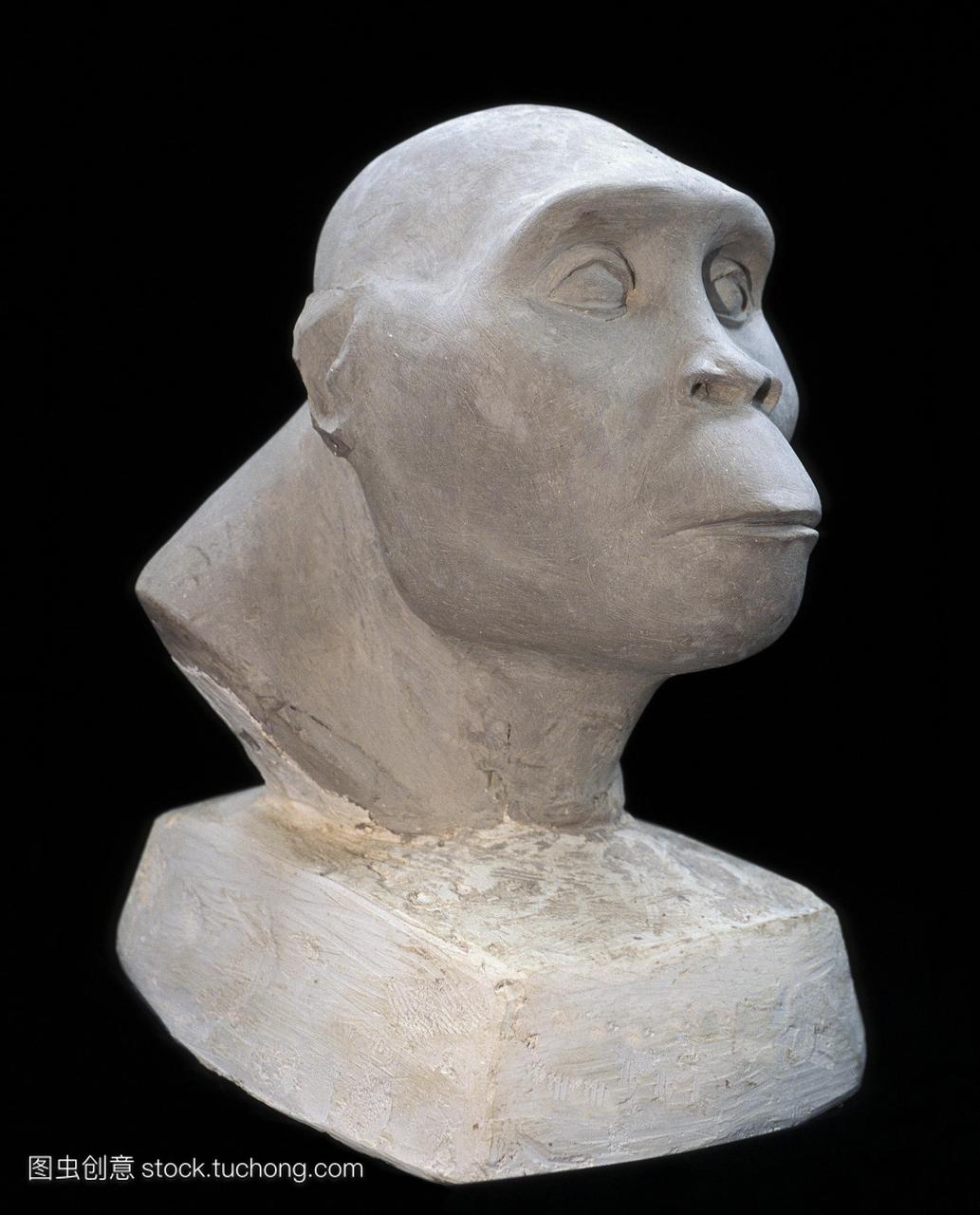 南方古猿的头人类进化模型用于一个记录片。南