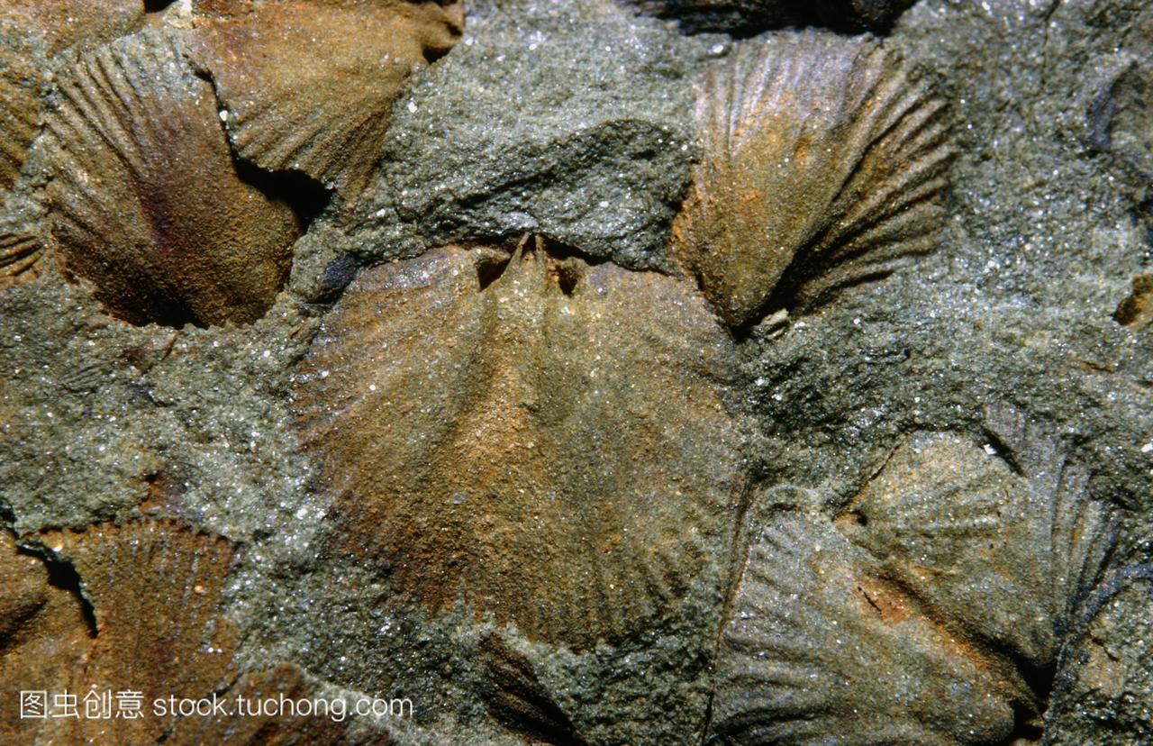 组腕足类化石dalmanellasp从奥陶纪时期大约500435亿年前腕足类固着海洋无脊椎动物有一个双贝壳和贝尔的纤毛触角嘴周围shell类似的双壳类软体动物但动物身体的结构是完全不同的被放置在一个单独的门腕足类的腕足类很常见在古生代和中生代时期但是今天只有少数物种生存这个标本被发现在阿克顿斯科特一系列的沉积物