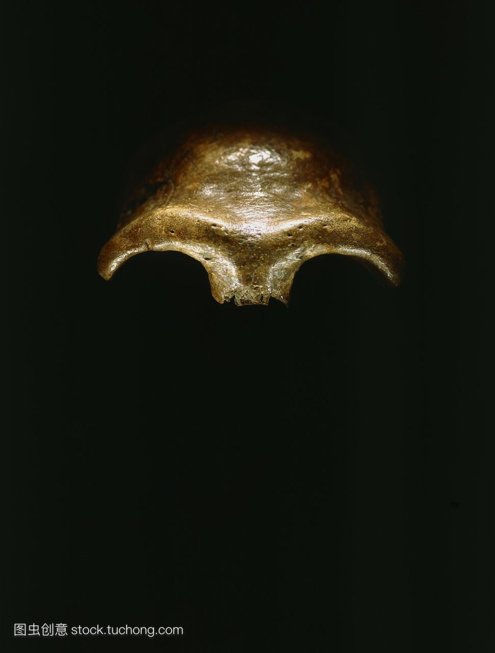 尼安德特人尼安德特人的头骨,在1857年在德国