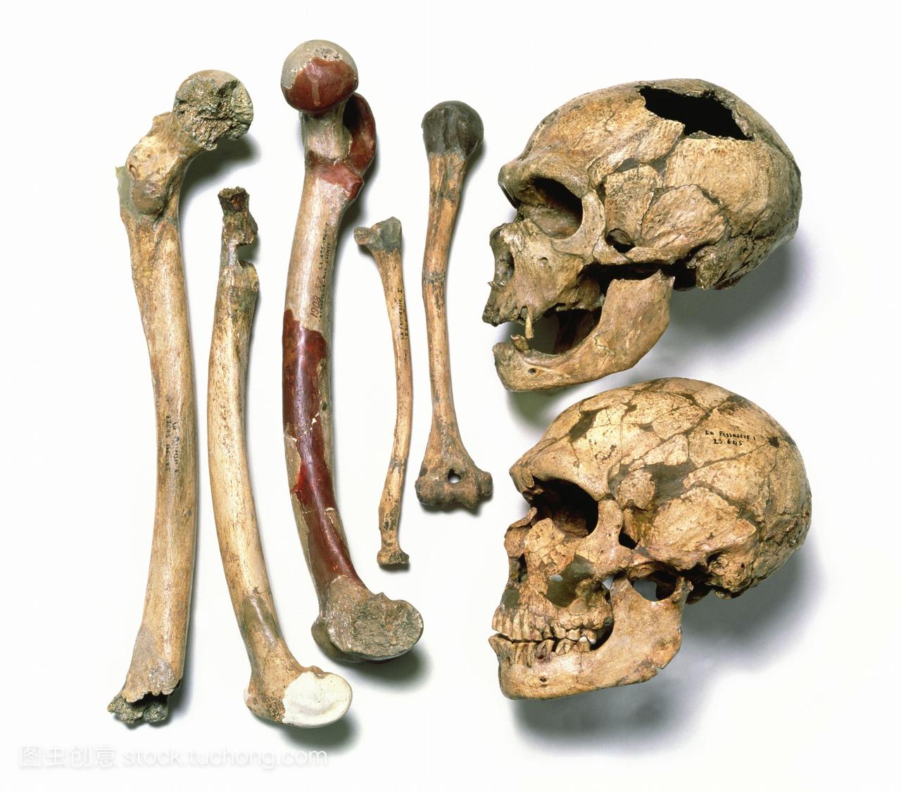 尼安德特人的头骨和骨骼。顶部的头骨是1908