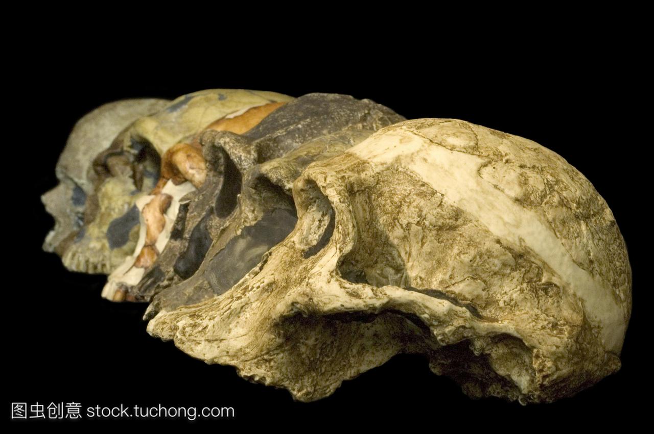 古猿。模具的原始人类头盖骨跨越近400万年的
