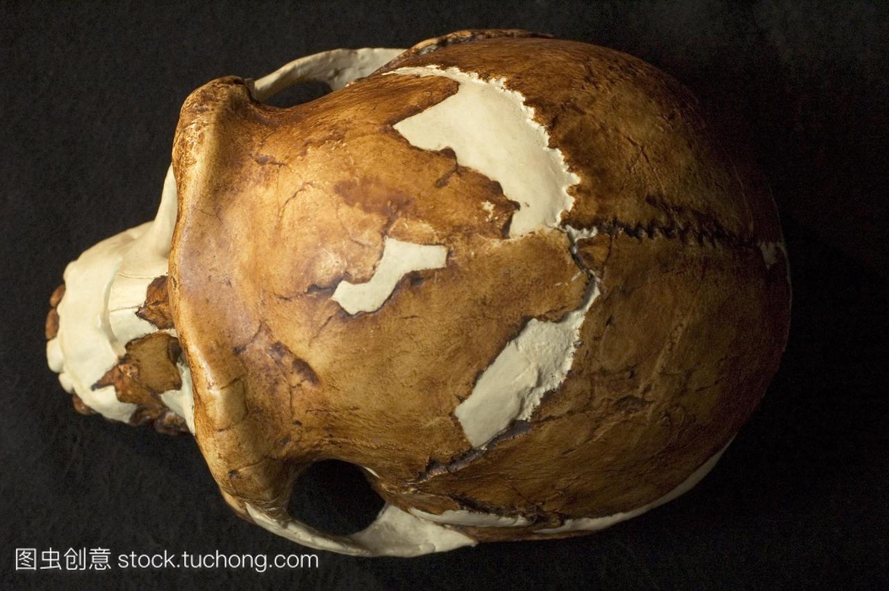 北京人头盖骨俯视图。成型的头骨化石北京人直