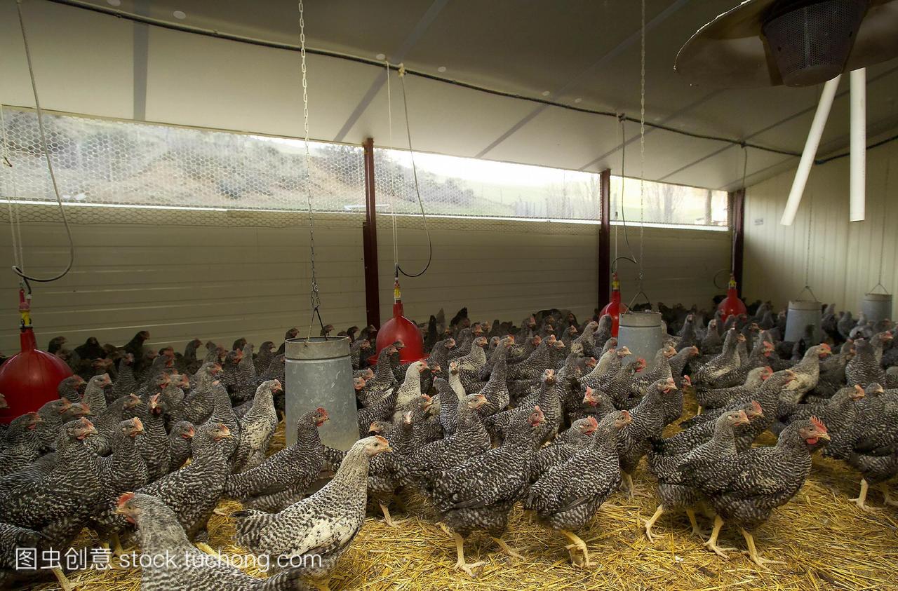 在禽流感危机期间,圈养的鸡gallusgallus驯养。