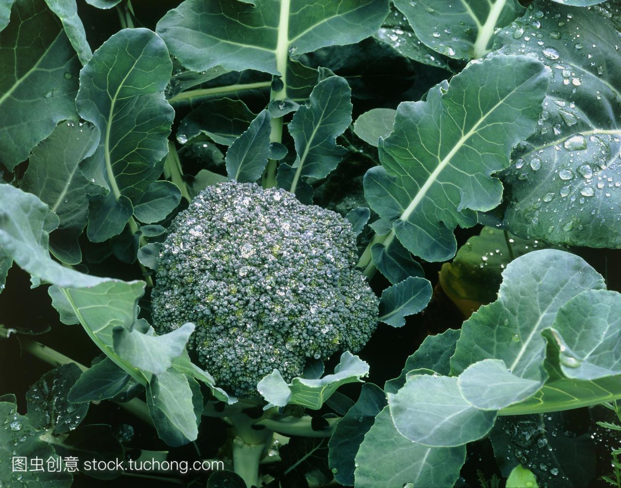 花椰菜。一种有机种植的西兰花植物,甘蓝菜。