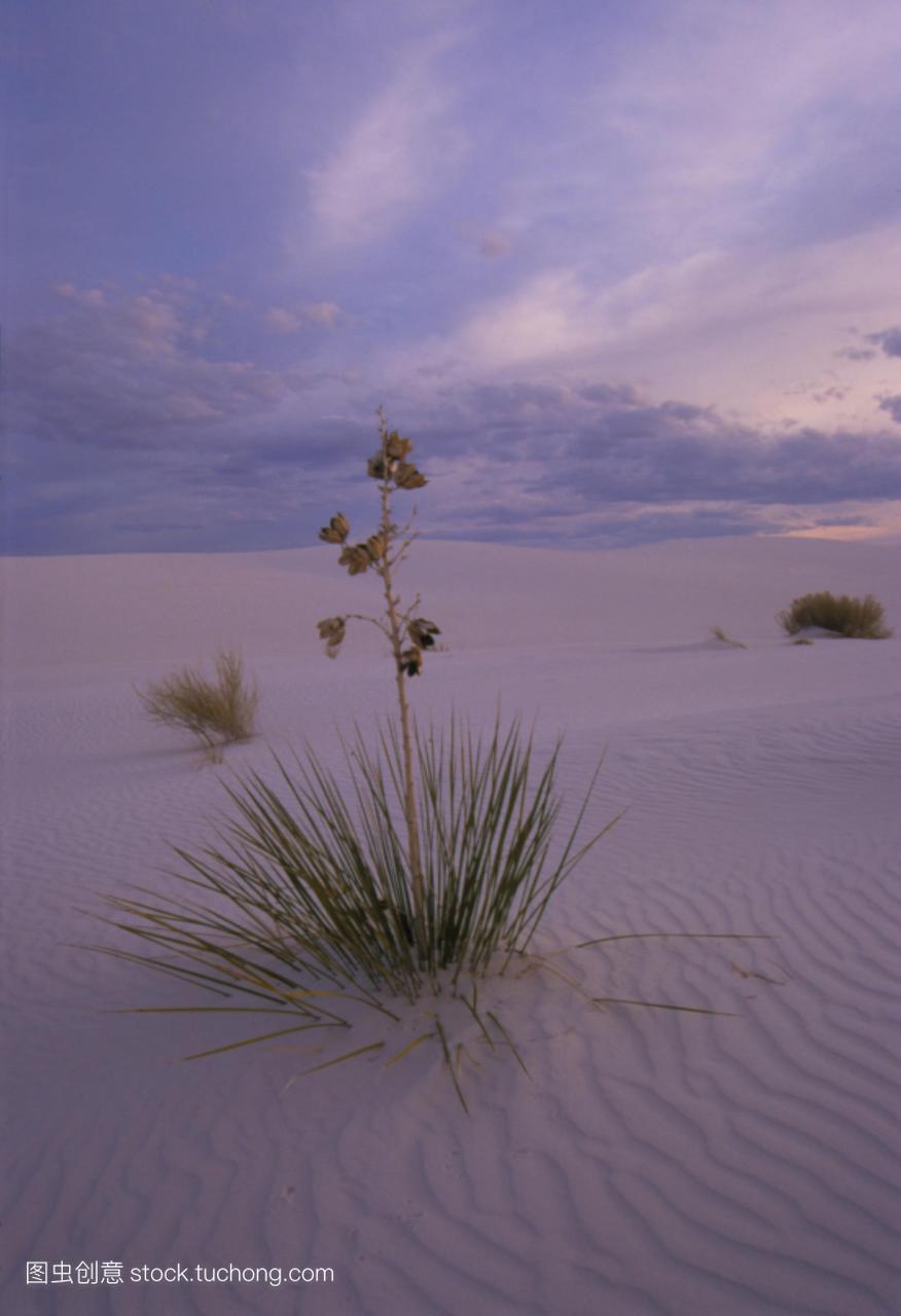 物Yuccasp生长在沙漠的沙子。丝兰植物可以生