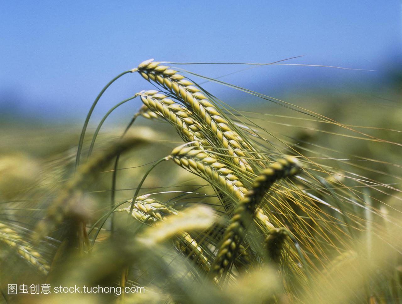 大麦的耳朵。耳朵大麦大麦sp。大麦作物是