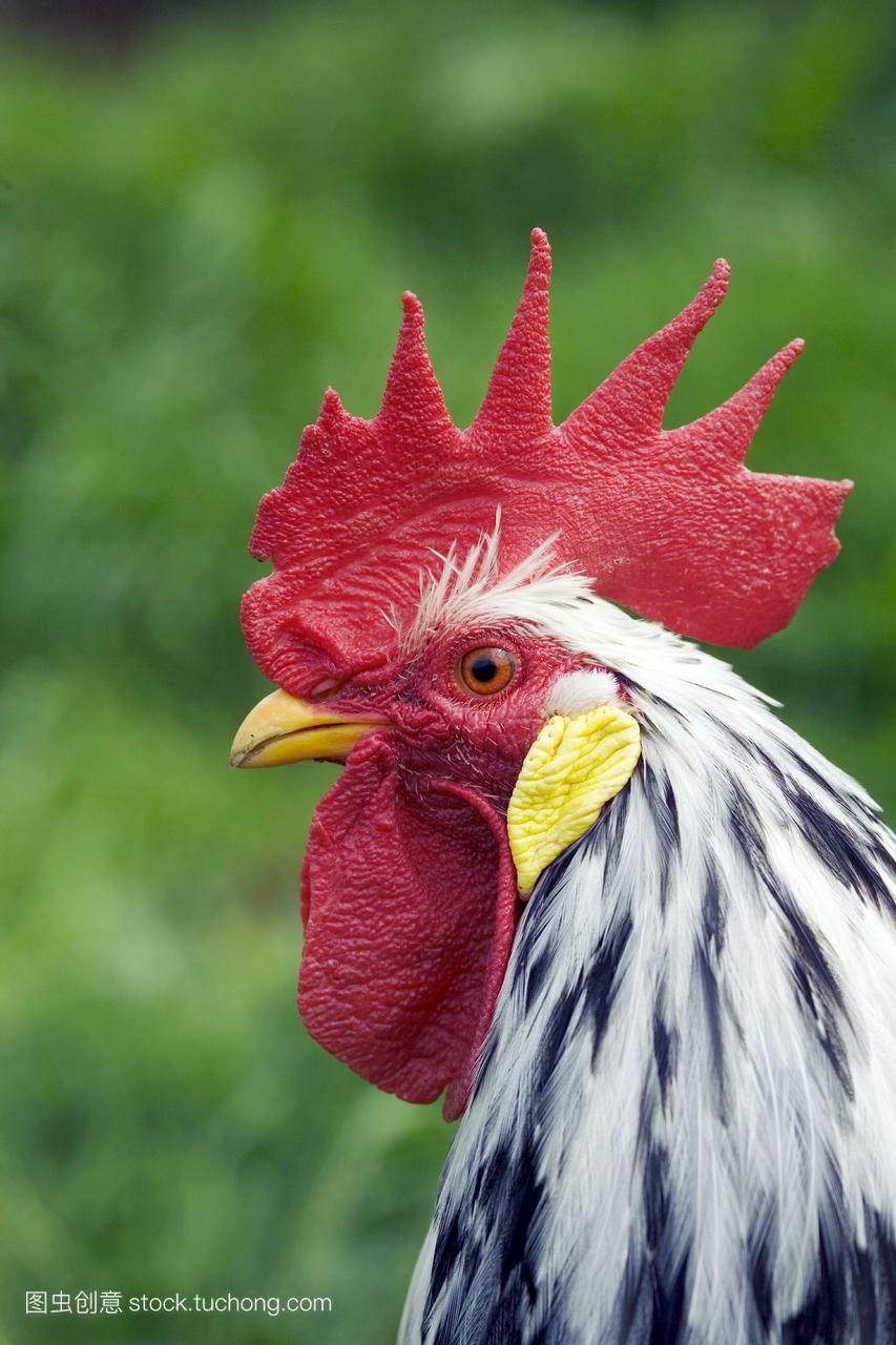 公鸡的头,显示它的梳子红色一只公鸡是一只雄