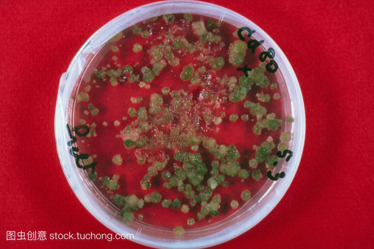 Agrigenetics培养皿中含有植物愈伤组织的文化