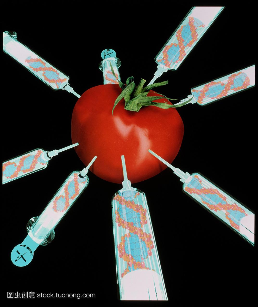 转基因西红柿。一种带有dna脱氧核糖核酸的番