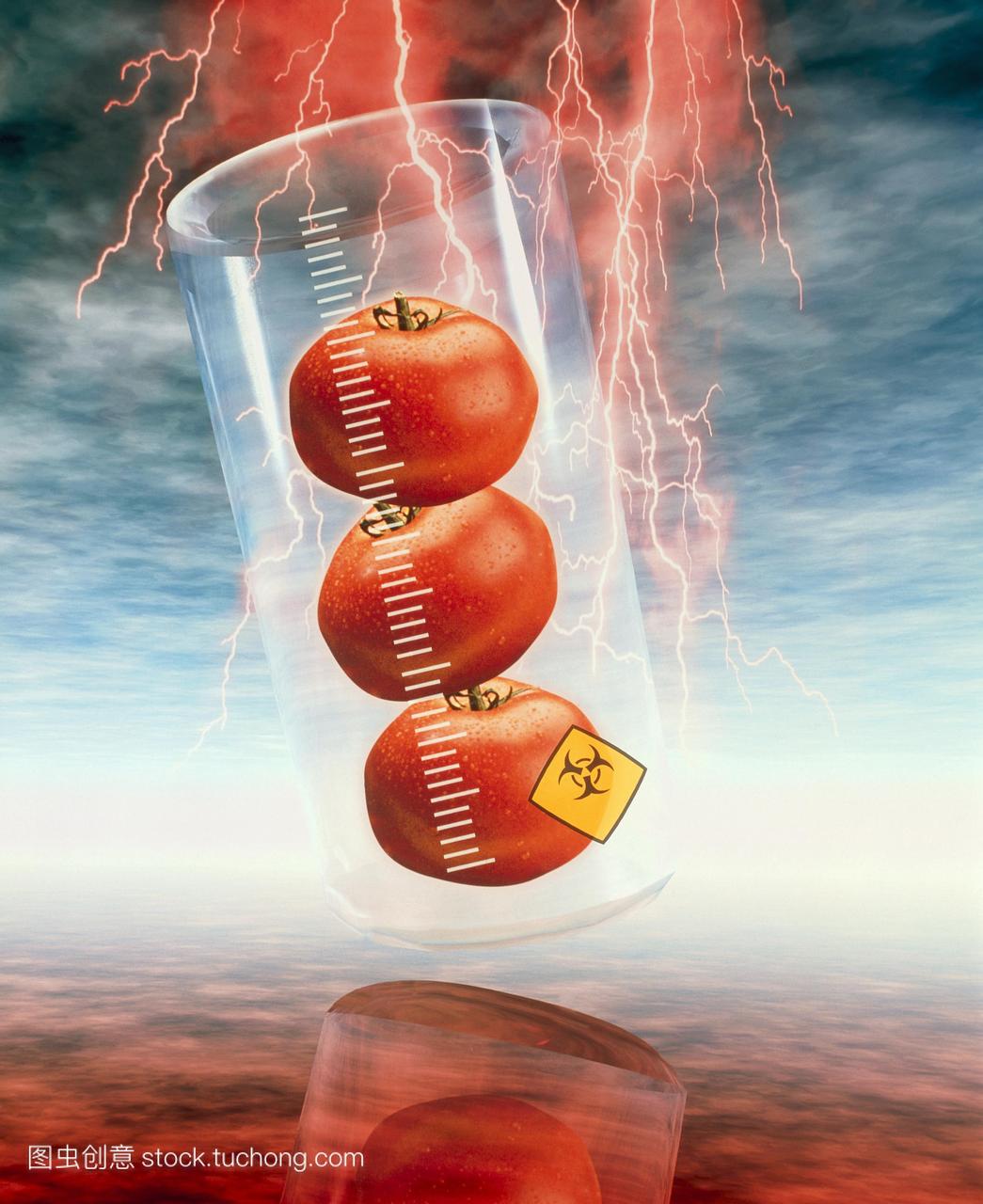 转基因西红柿。三个西红柿烧瓶的概念形象。瓶