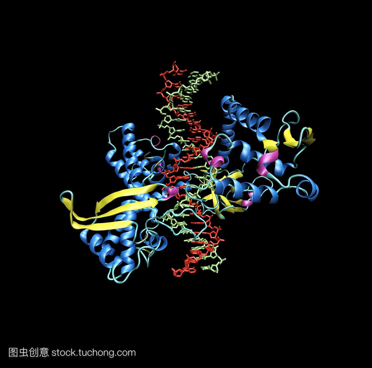 人类dna拓扑异构酶1\/复杂分子模型拓扑异构酶