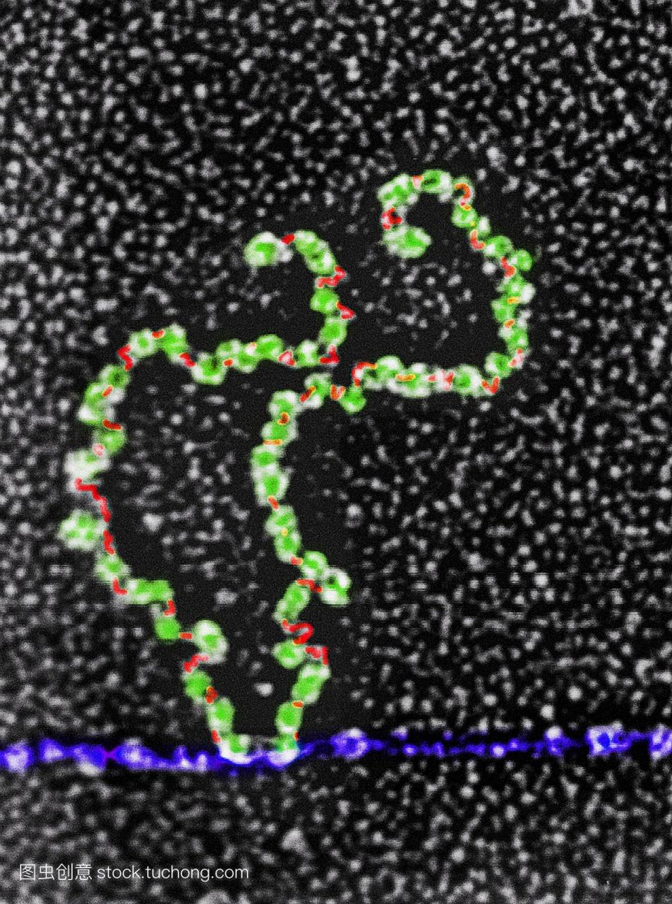 转录。彩色透射电子显微摄影的脱氧核糖核酸D