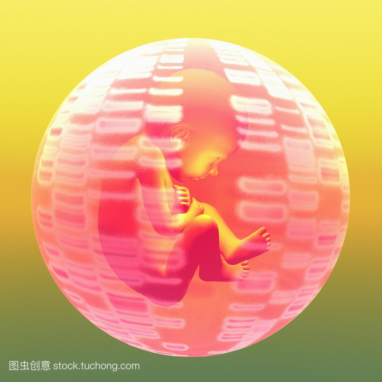 胎儿dna放射自显影图和胎儿的概念电脑绘图的