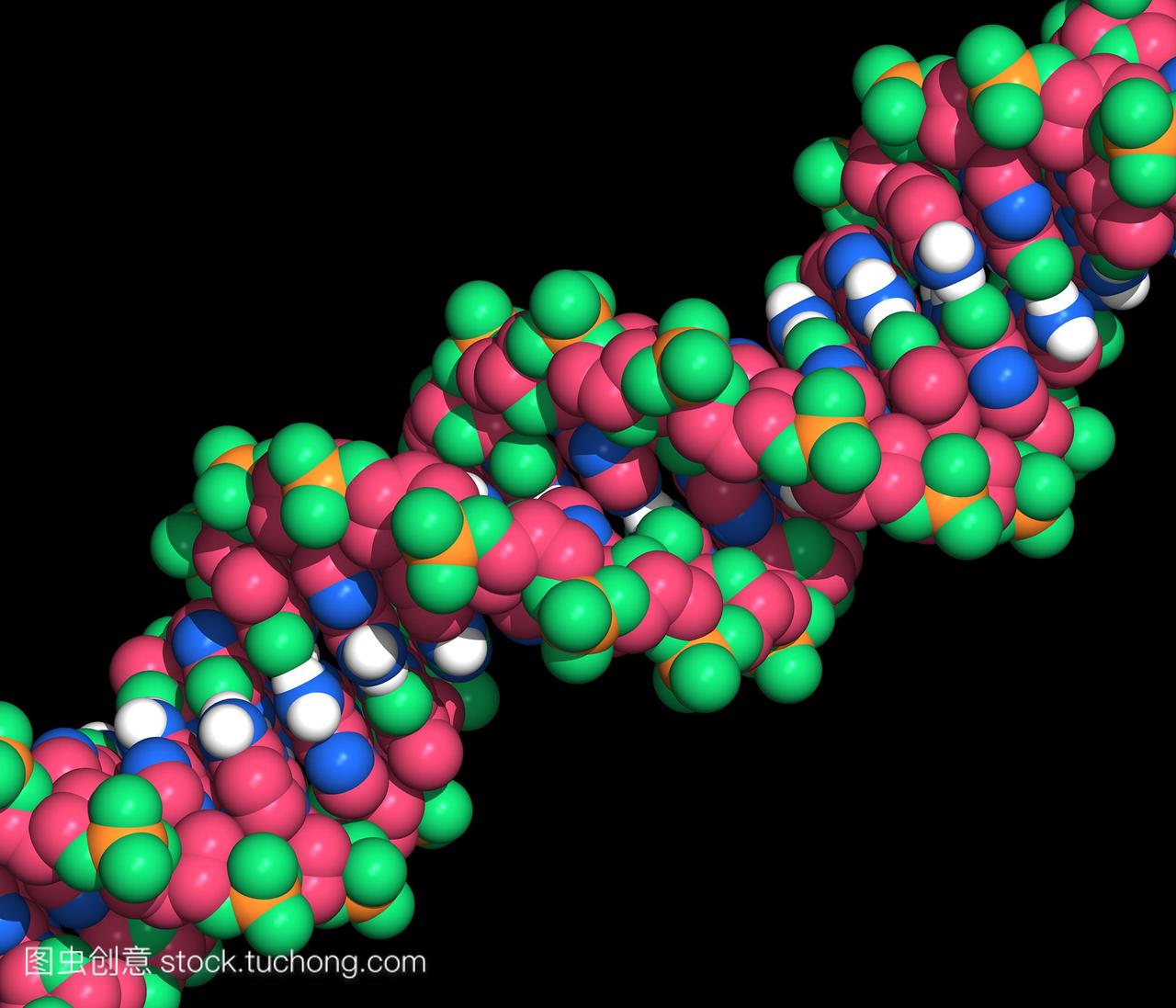 dna。dna分子部分的计算机模型脱氧核糖核酸