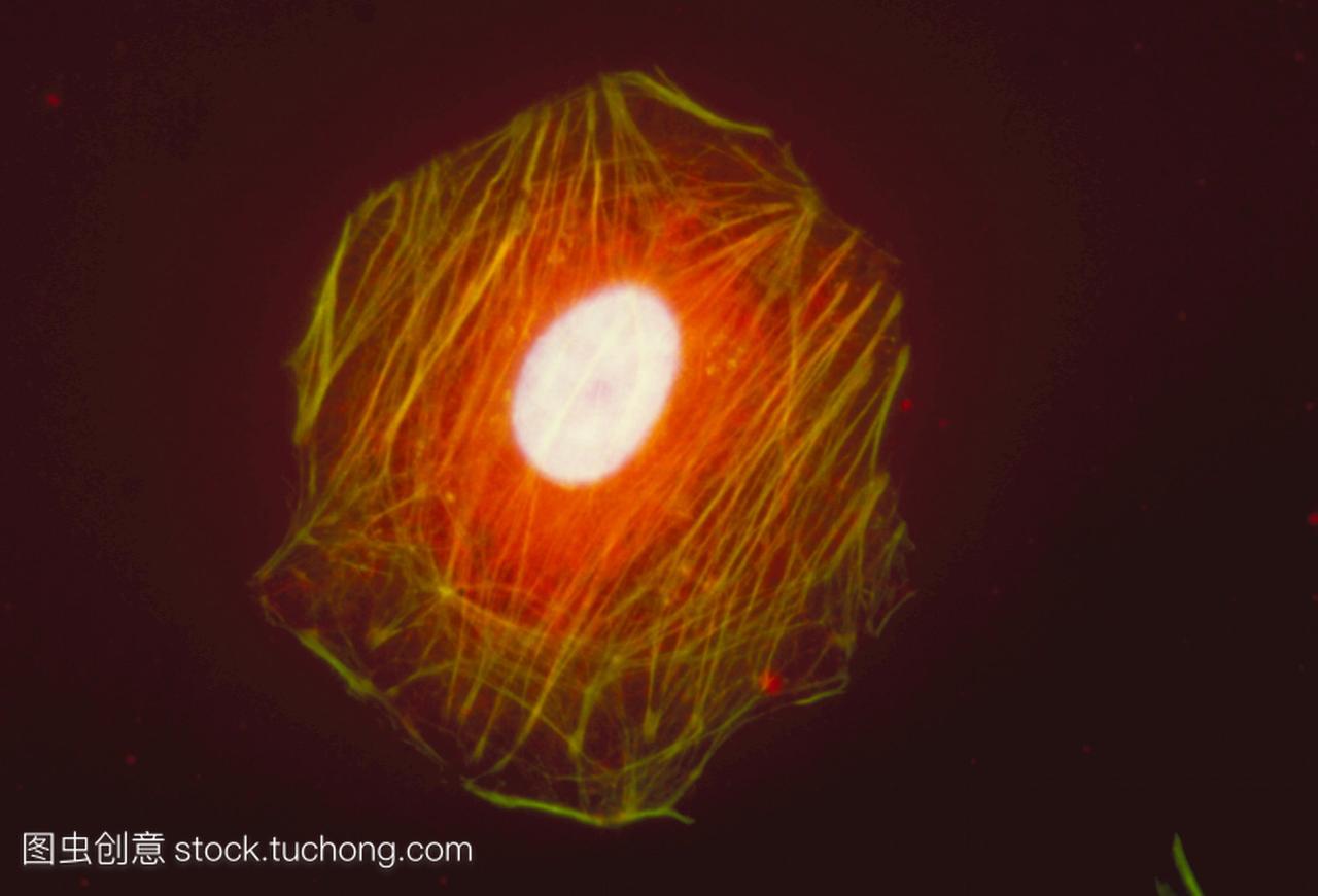 Immunofluorescent光显微摄影LM的细胞染色显
