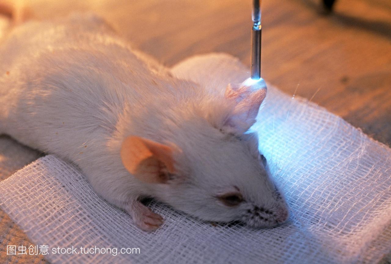 使用细胞微循环研究老鼠的耳朵viZio成像系统