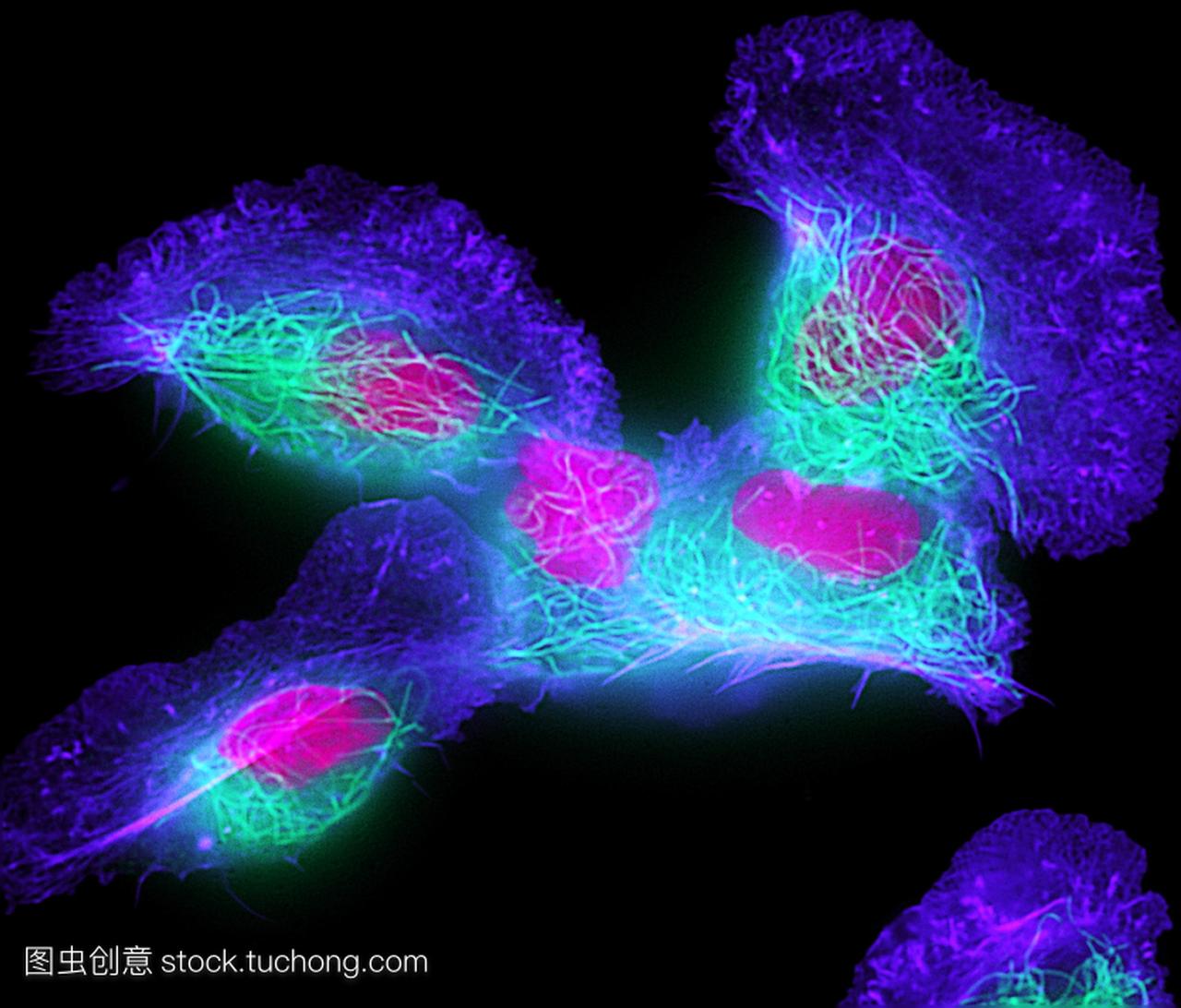 鱼的皮肤细胞。角化细胞鱼表皮细胞的外荧光光
