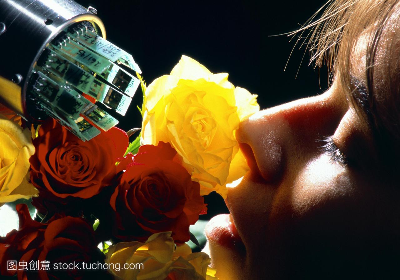 子鼻。一束玫瑰被人类和鼻子新电子嗅觉传感设