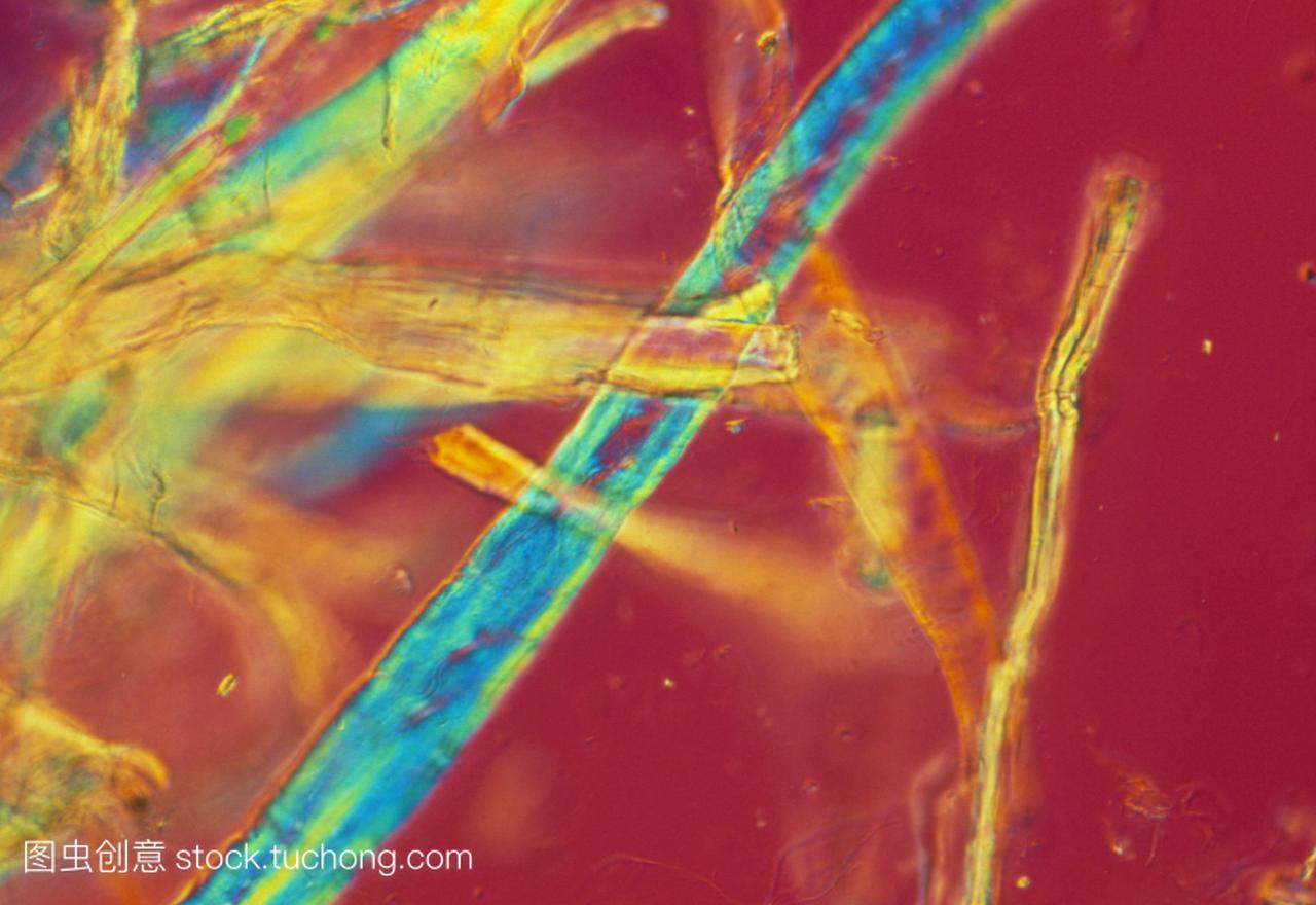 光显微照片的纯纤维素纤维作为一种天然材料制