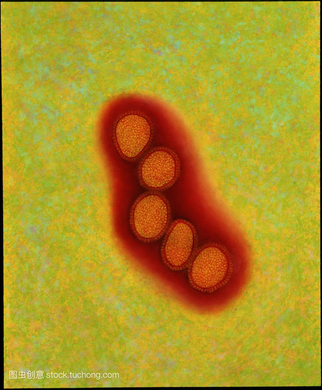 流感病毒。集群的彩色透射电子显微摄影五sp