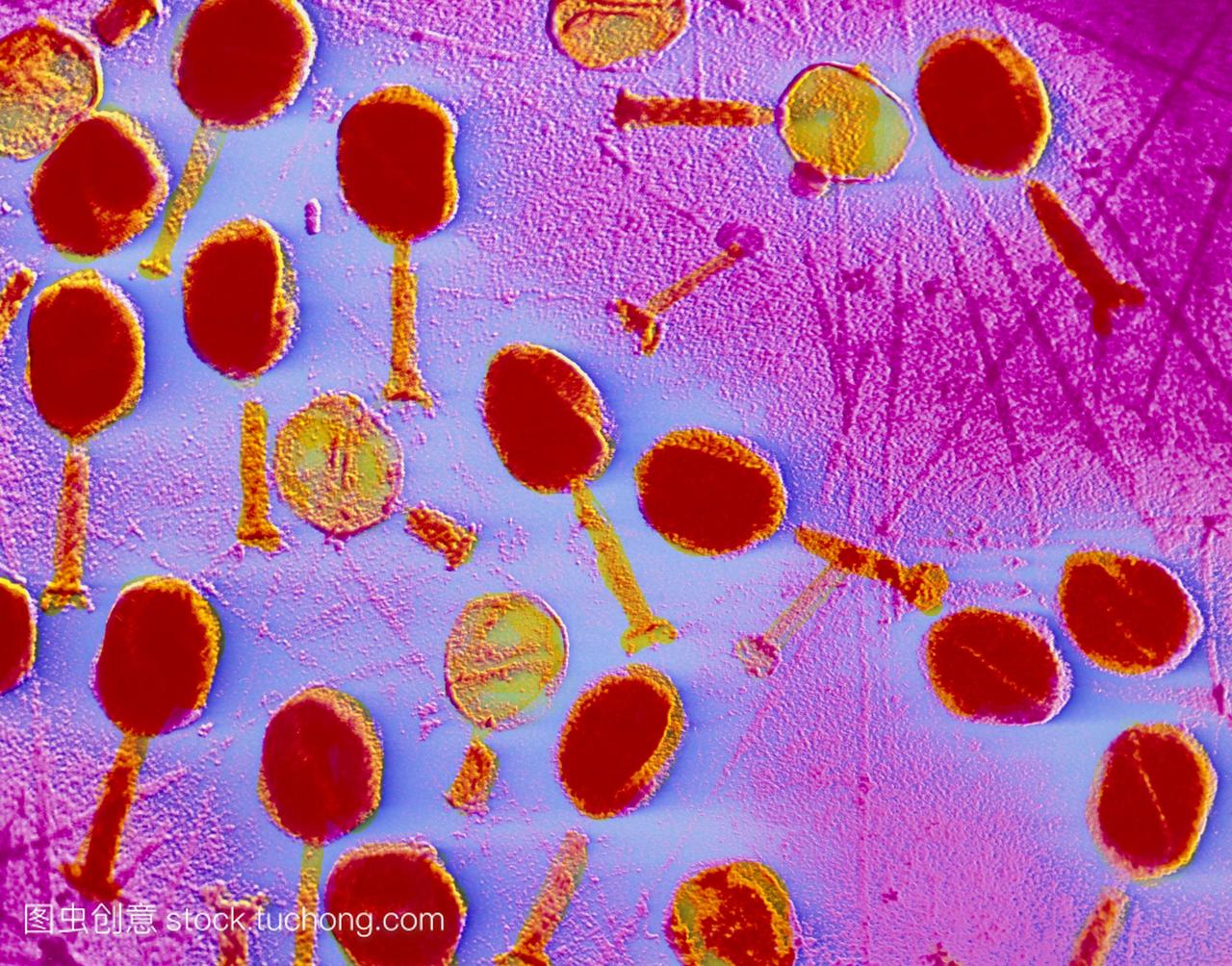 t2噬菌体噬菌体的假彩色透射电子显微镜tem,一
