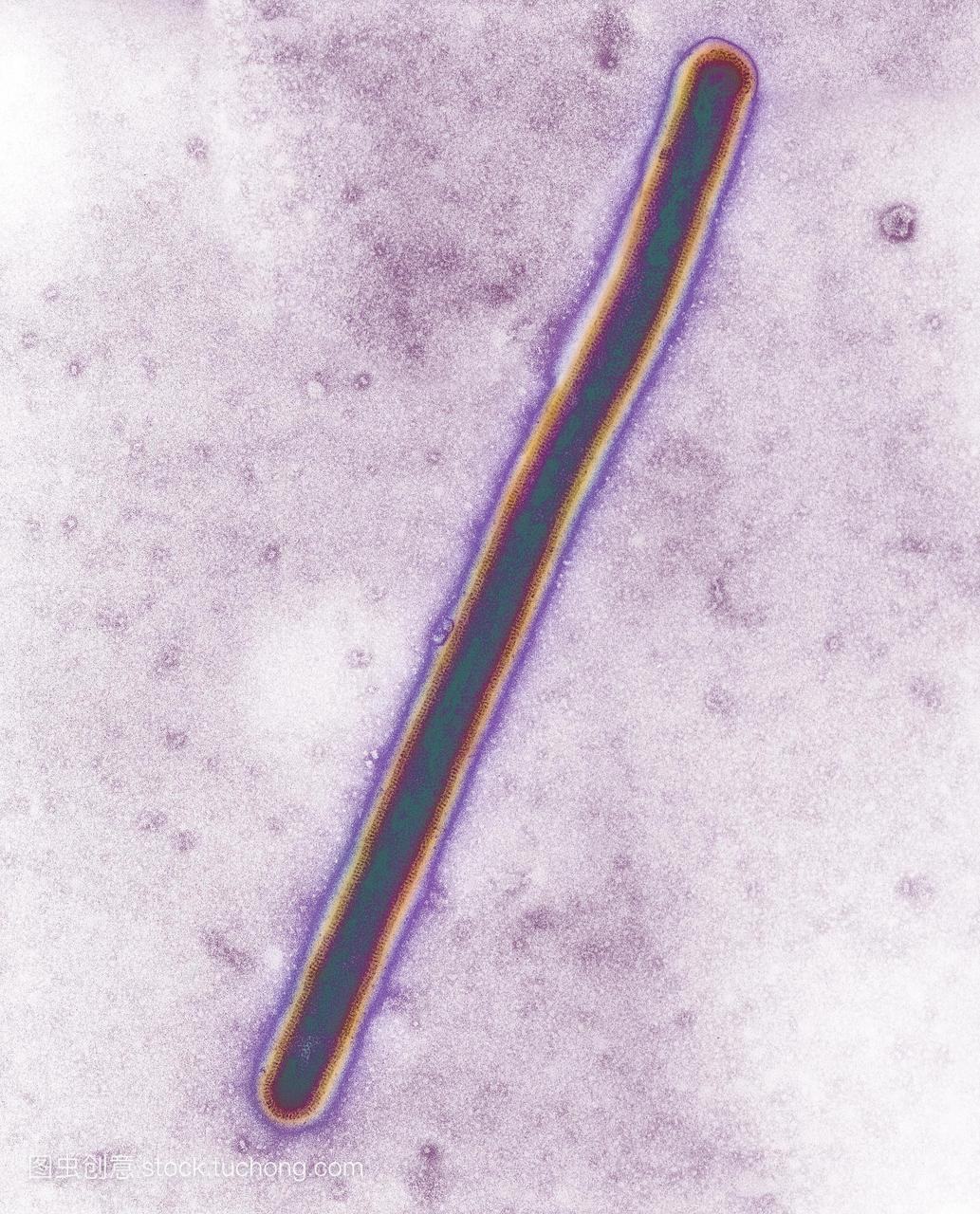 流感病毒。彩色透射电子显微镜TEM的a型流感