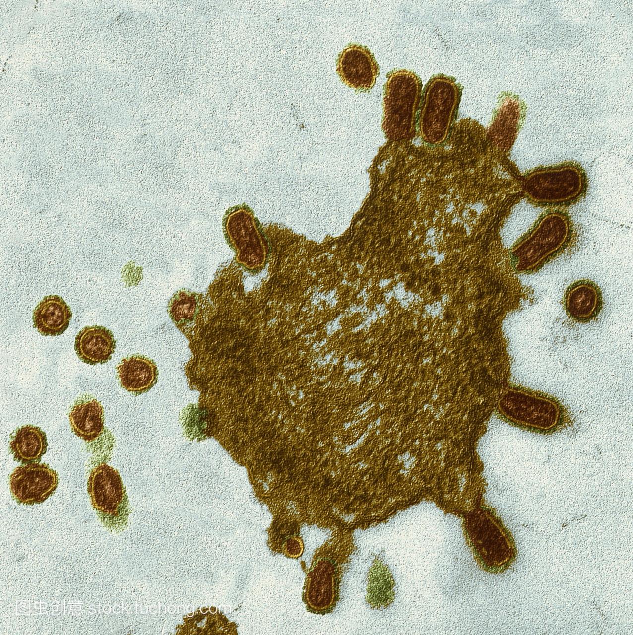 h5n1流感病毒株。a型流感病毒的彩色透射电子