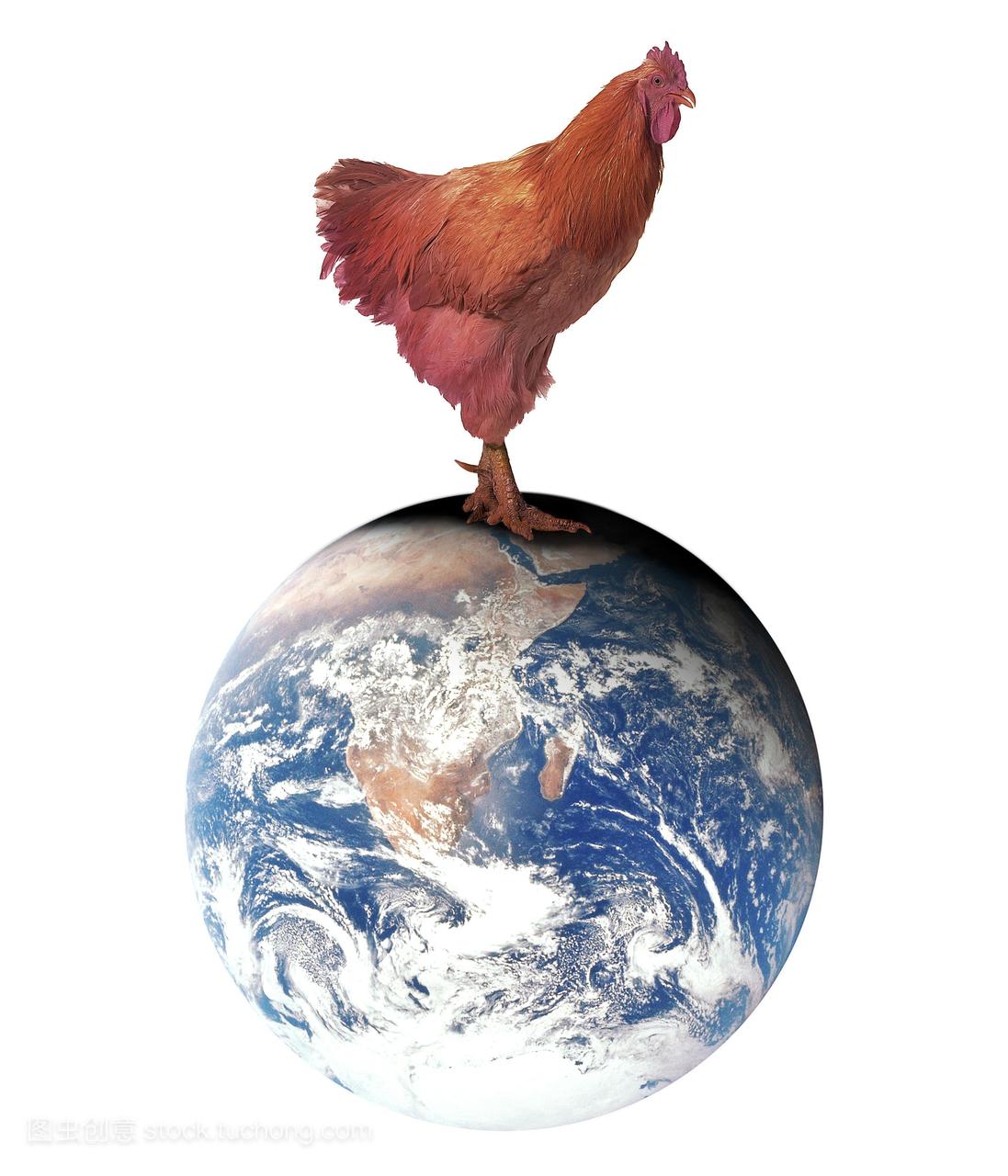 禽流感。概念电脑绘图描述一个巨大的公鸡站在