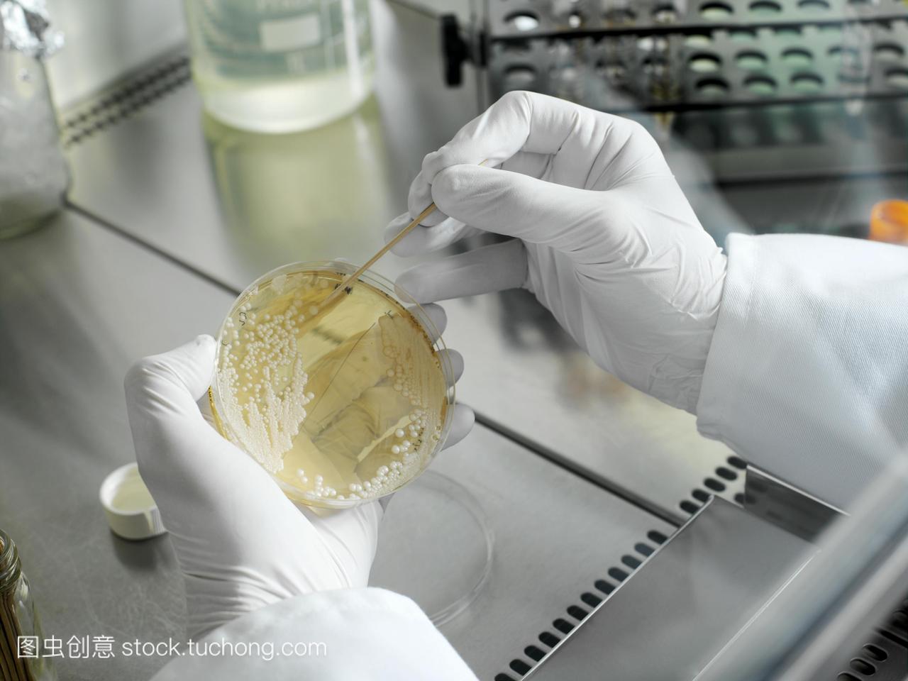 细菌的研究。技术员检查细菌培养皿样品白色。