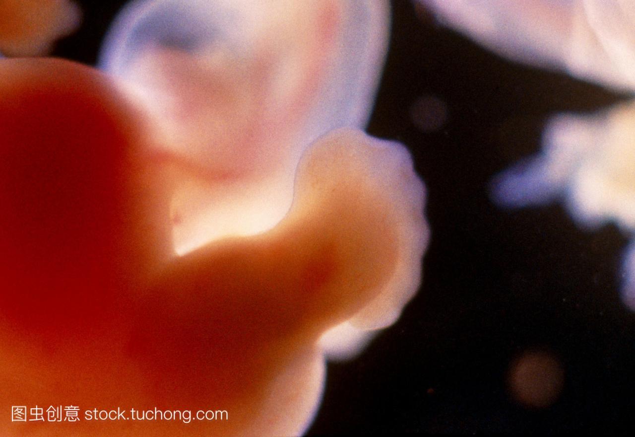 人类胚胎6-7周后显示发展中腿和脚左边是包含
