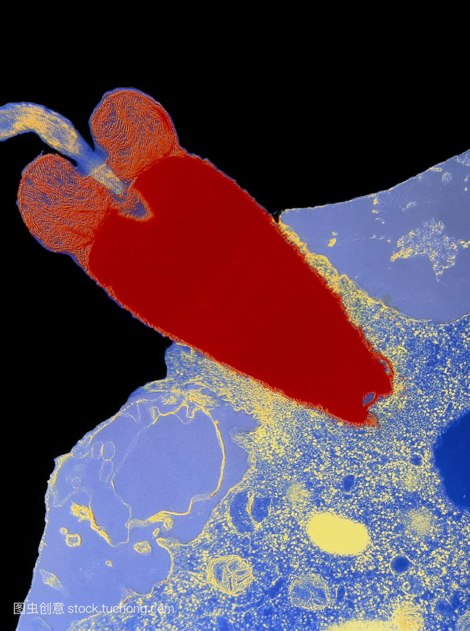 受精彩色透射电子显微镜tem融合的海胆卵蓝色