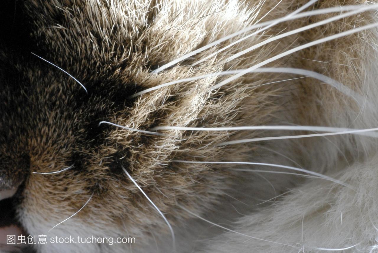 猫的胡须。猫的胡须的特写也称为鼻毛。这些长