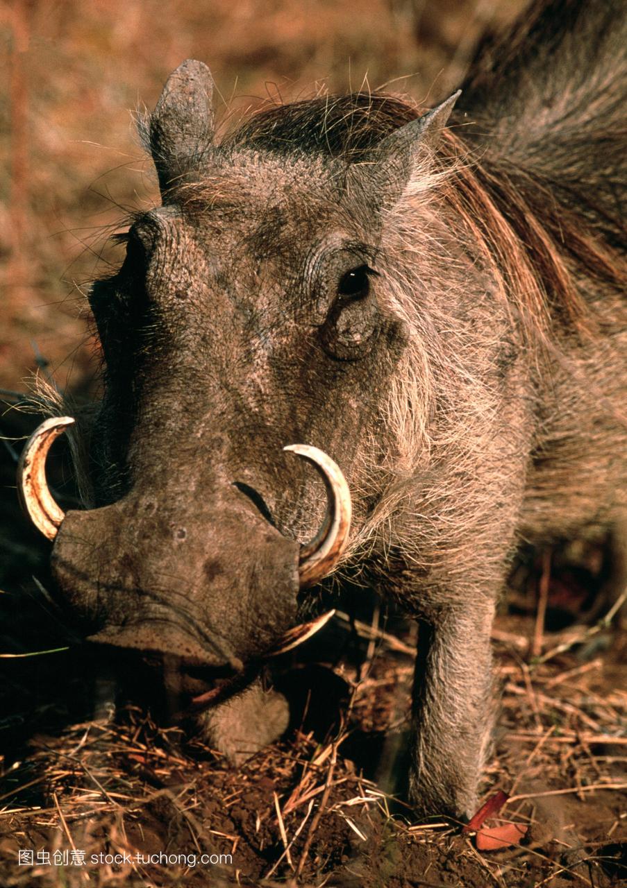 疣猪phacochoerusa埃塞俄比亚放牧。这种食草