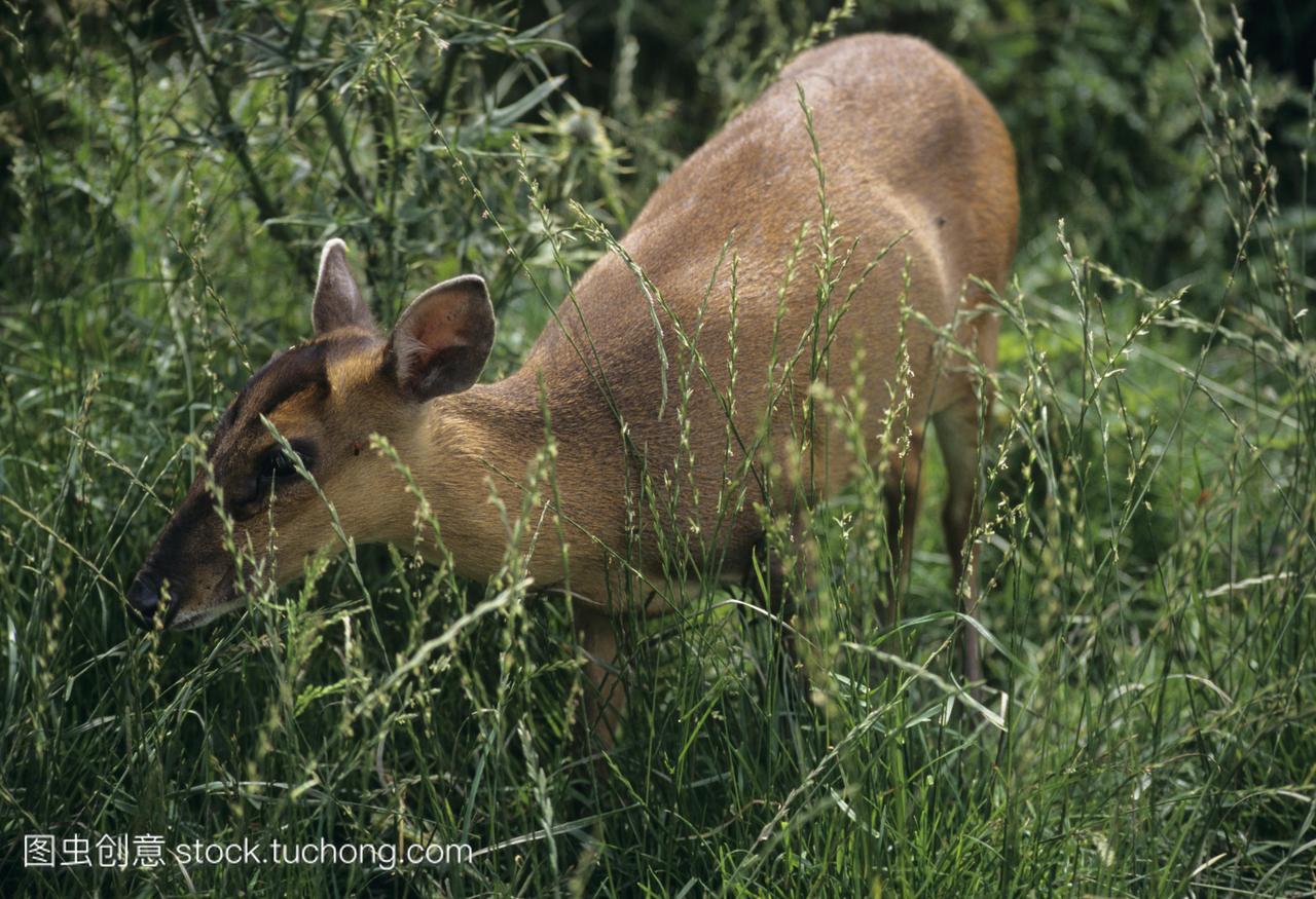 长草。这只鹿原产于东南亚。它被介绍给英国在