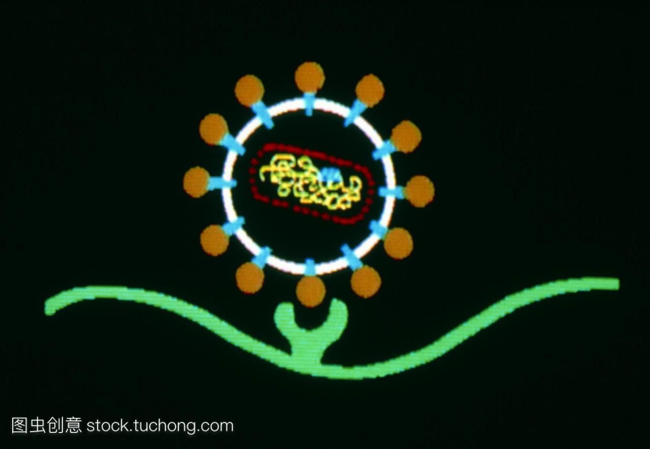 基本的插图显示人类免疫缺陷病毒HIV粒子艾滋