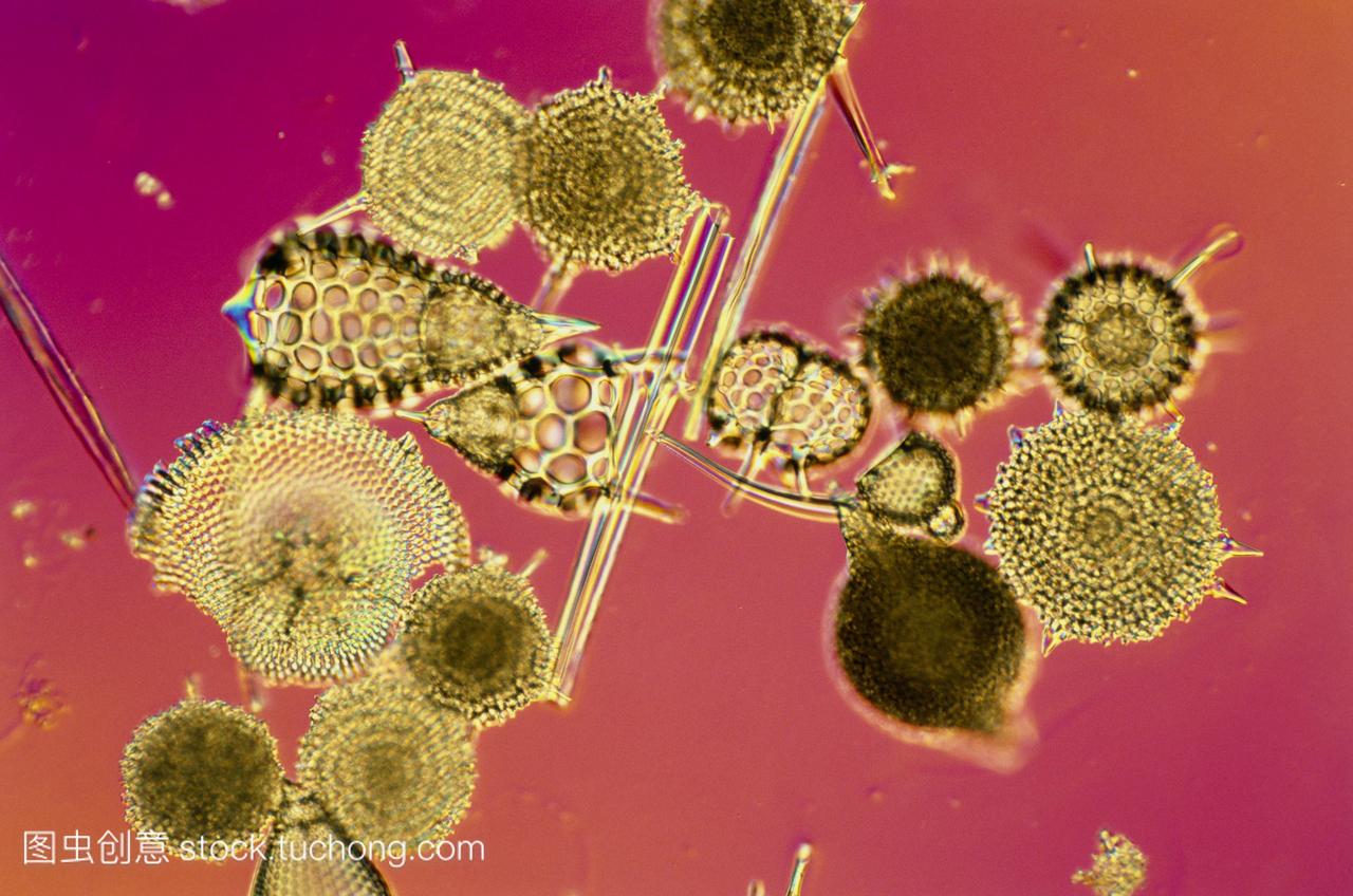 光显微照片的不同种类的化石单细胞原生动物放