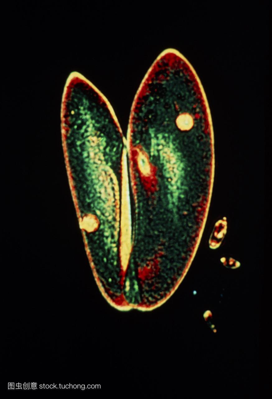 接合草履虫彩色光显微镜两种纤毛虫原生动物草